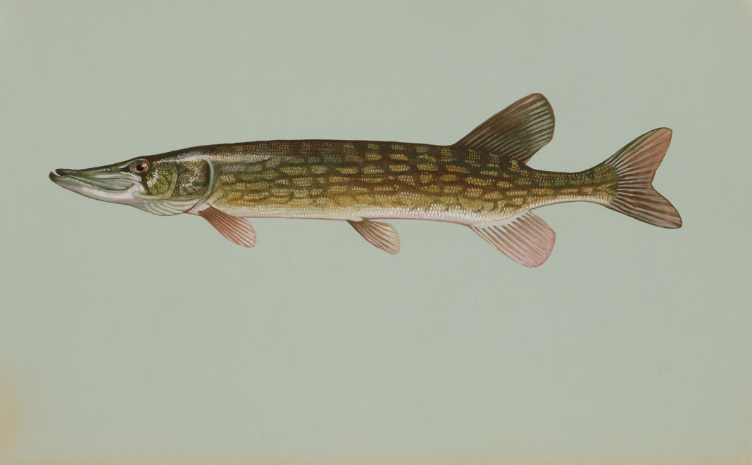 Chain Pickerel Source: Raver, Duane. http://images.fws.gov. U.S. Fish and Wildlife Service.