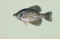 Calico Bass(Black Crappie)