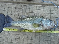 opening day Fishing Report