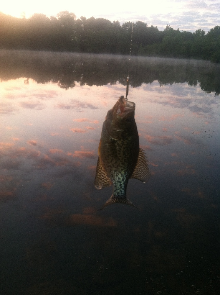 Crappie near Pike Creek, Delaware