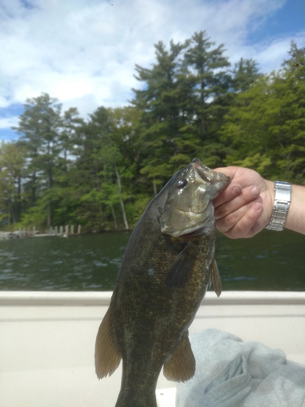 Winnipesaukee smallmouths