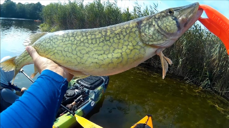 Pickerel from Yak