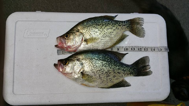 2 Biggie crappie