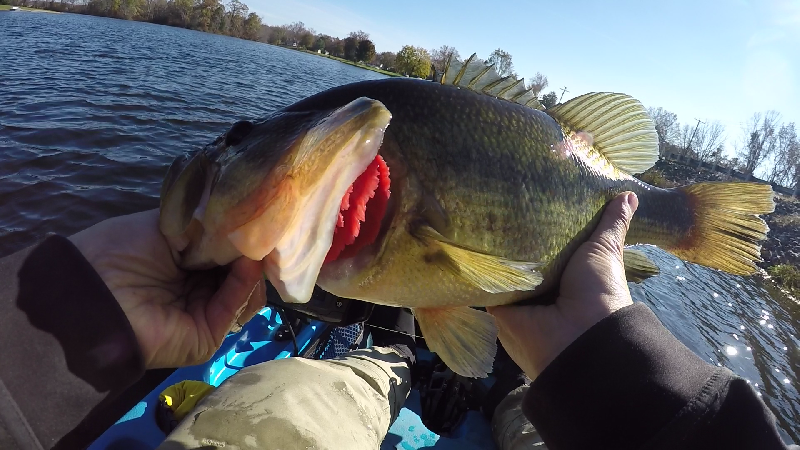 3 lb 10 oz on Red Eye Shad near Wilmington