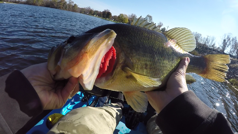 3 lb 10 oz on Red Eye Shad near Arden