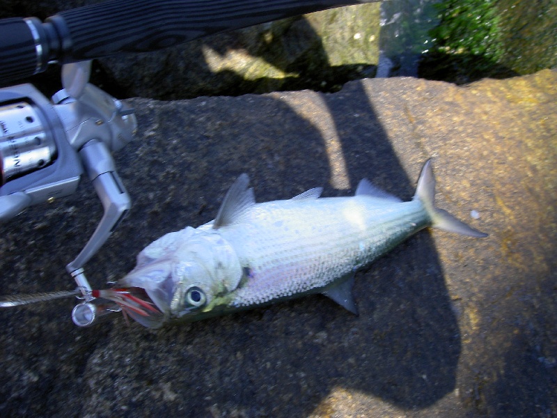 Bethany Beach fishing photo 0