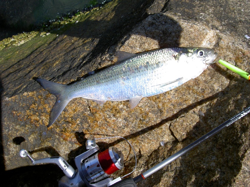 Lewes fishing photo 1